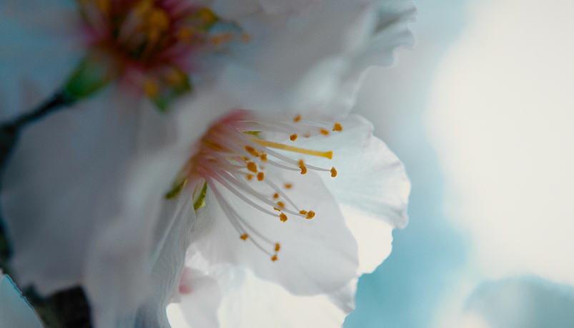 perfume guide Morocco 2